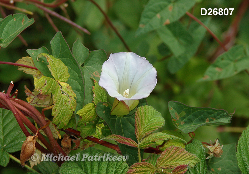 Hedge False Bindweed (Calystegia sepium)